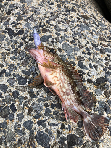 カサゴの釣果