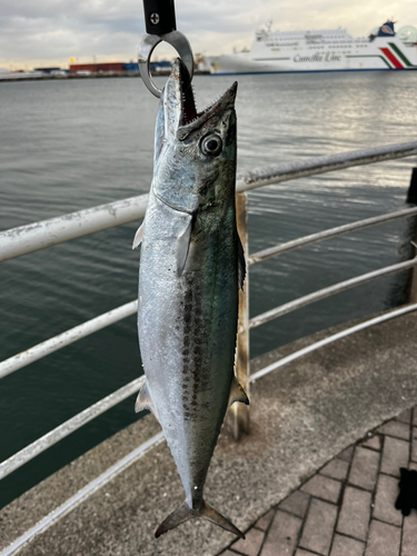 サゴシの釣果