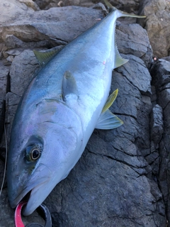 ヒラマサの釣果