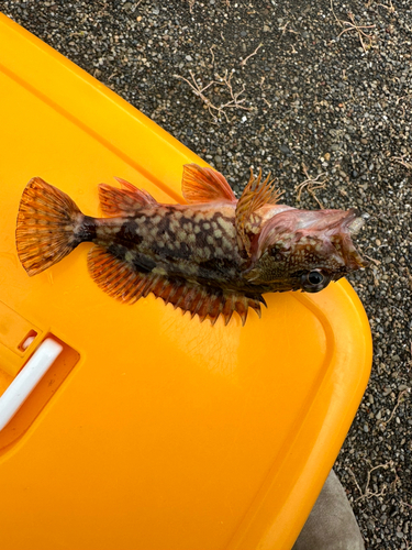 カサゴの釣果