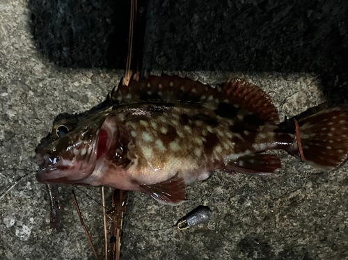 カサゴの釣果