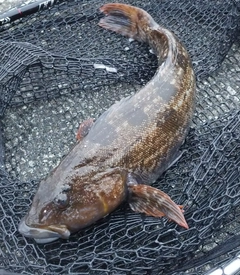 アイナメの釣果