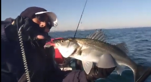 スズキの釣果