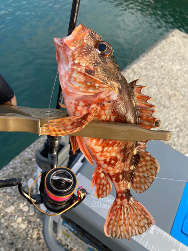 カサゴの釣果