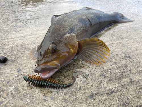 アイナメの釣果