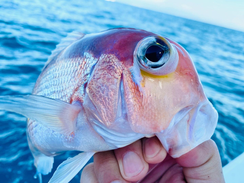 アマダイの釣果