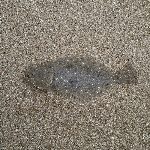 ソゲの釣果