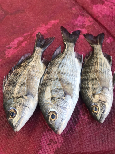 クロダイの釣果