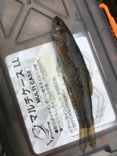 タカハヤの釣果