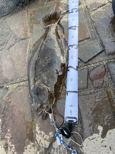 ヒラメの釣果