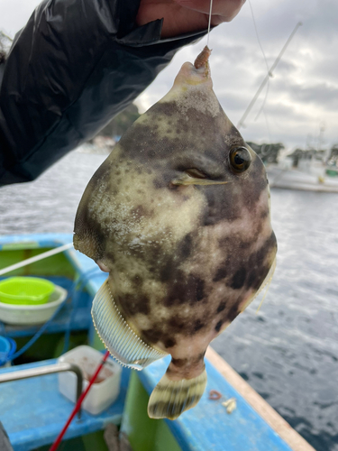 カワハギの釣果