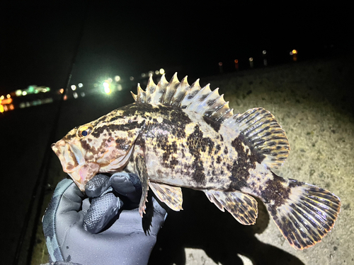 ベッコウゾイの釣果