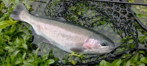 ニジマスの釣果