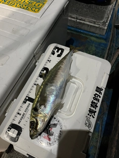 アオアジの釣果