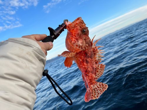 イズカサゴの釣果