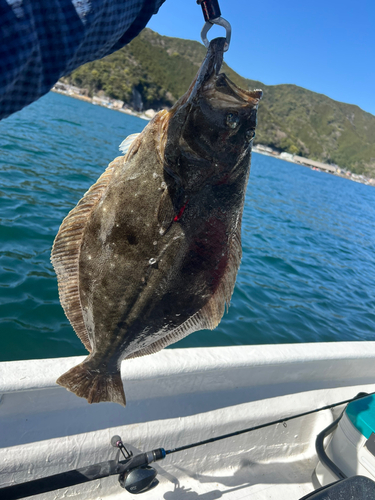 ヒラメの釣果