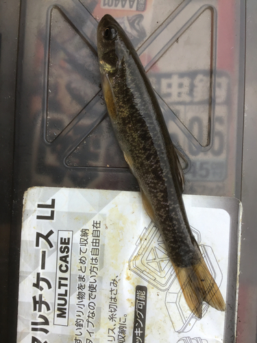 タカハヤの釣果