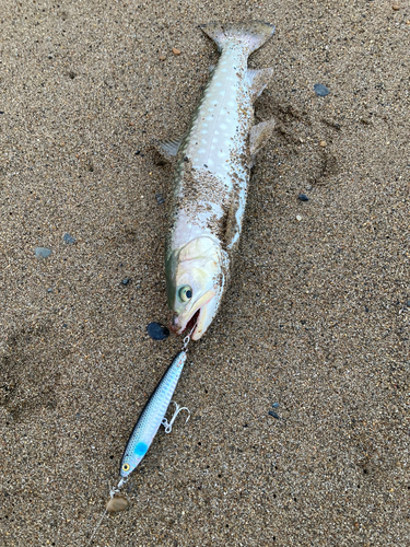 アメマスの釣果