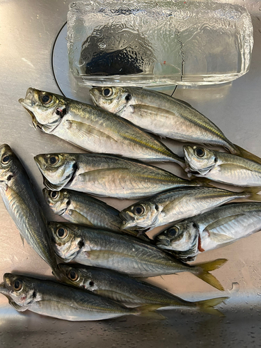 アジの釣果