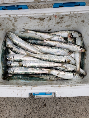 イワシの釣果