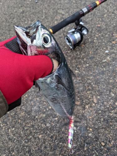 カツオの釣果