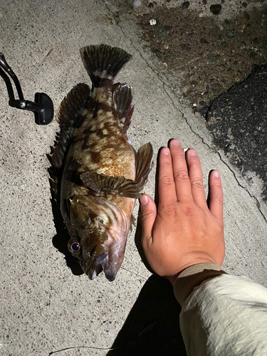 カサゴの釣果