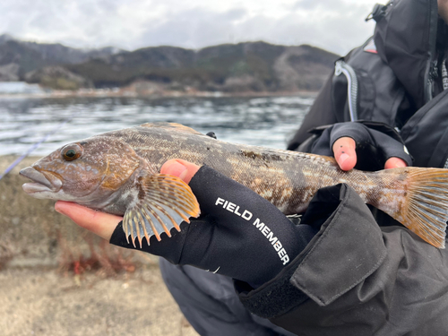 アイナメの釣果