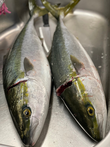 ハマチの釣果