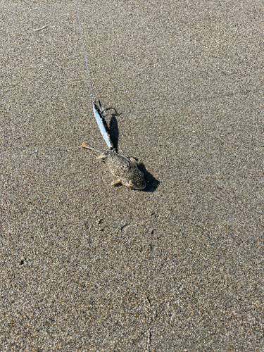 フグの釣果