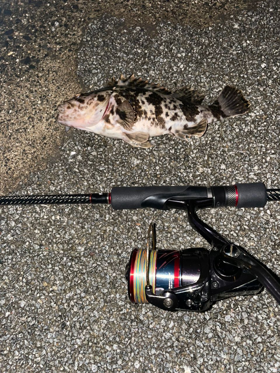 タケノコメバル