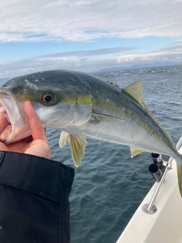 メジロの釣果