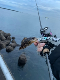 タケノコメバルの釣果