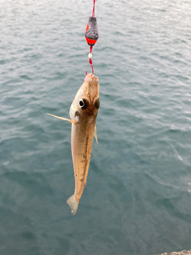 シロギスの釣果