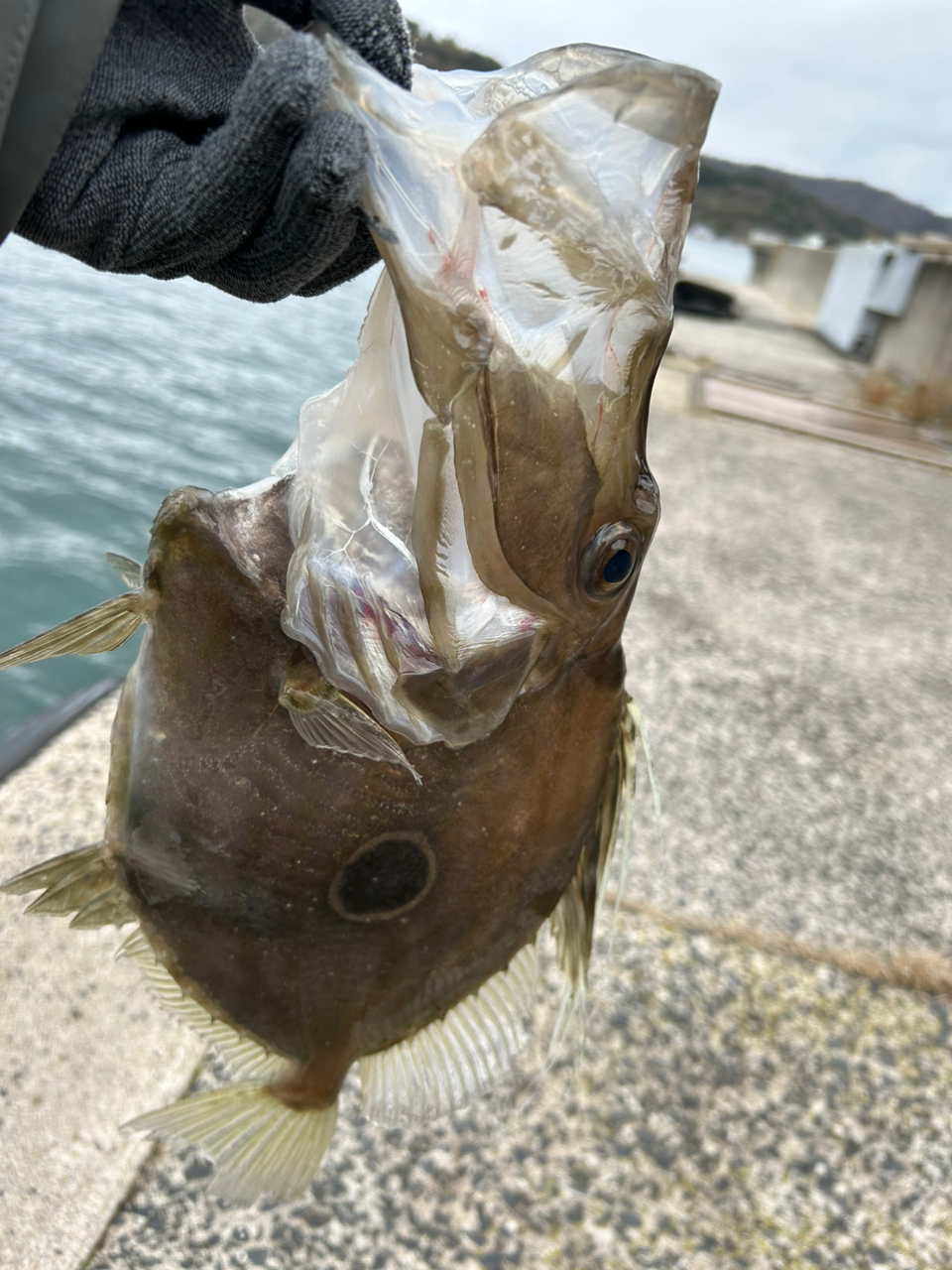 マトウダイ