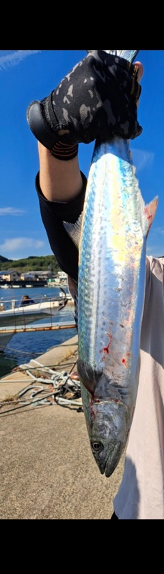 サゴシの釣果