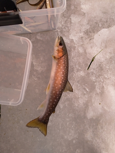 ワカサギの釣果