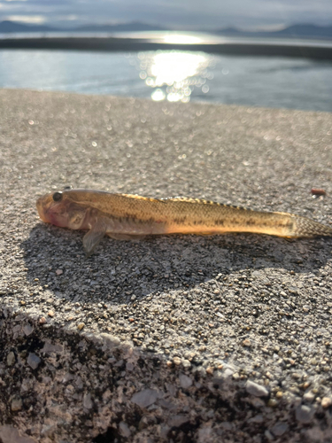 ハゼの釣果