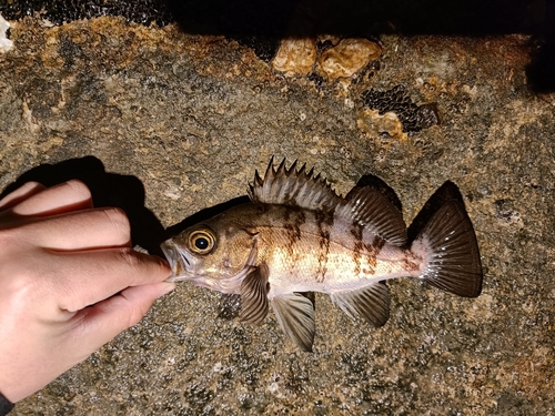 メバルの釣果