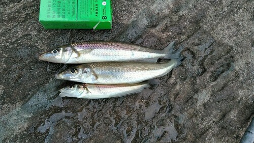 シロギスの釣果