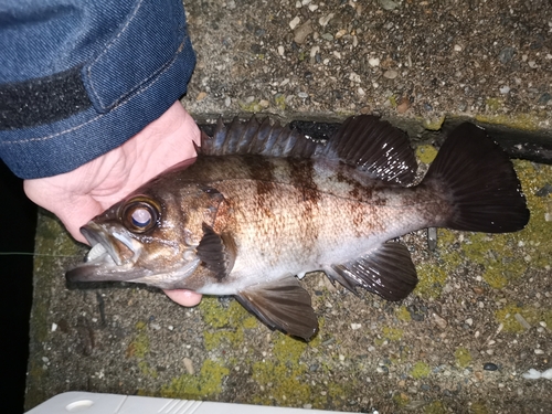 クロメバルの釣果