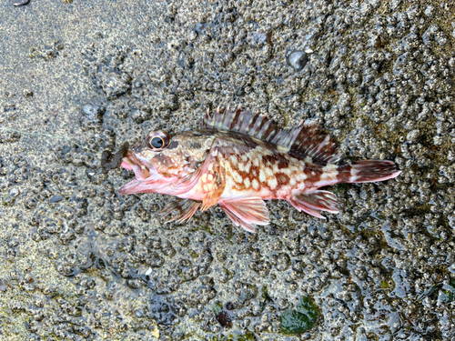 カサゴの釣果