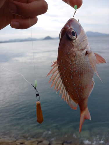 マダイの釣果