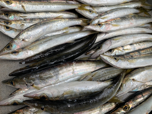 カマスの釣果