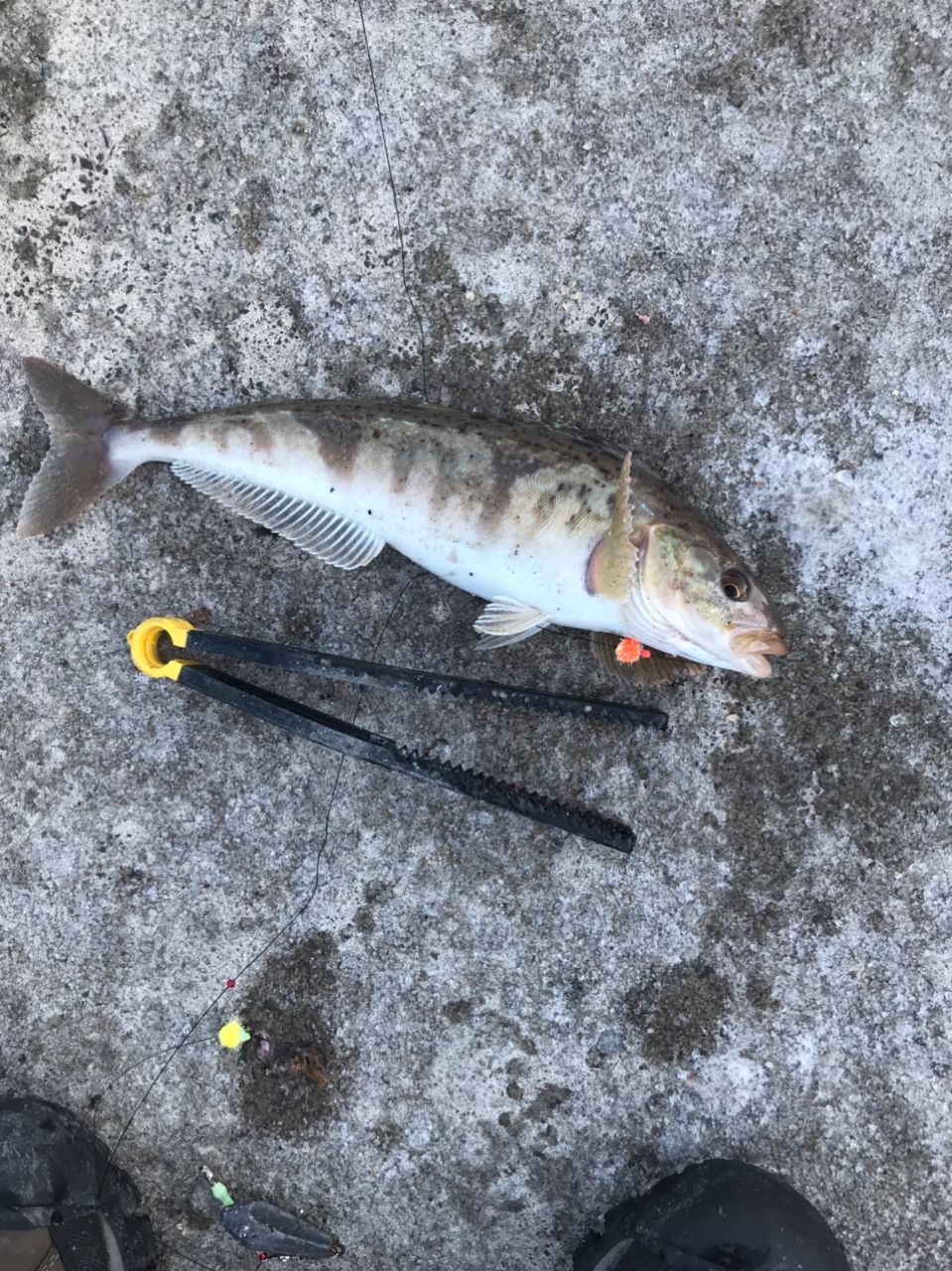 ホッケ