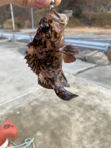 ソイの釣果