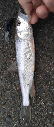 ケタバスの釣果