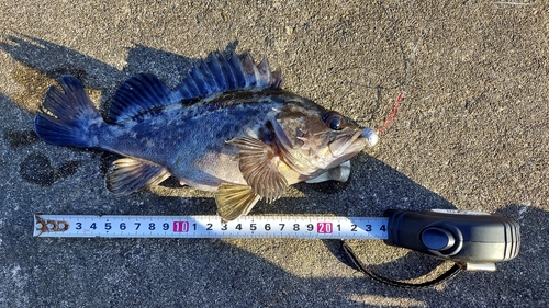 クロソイの釣果