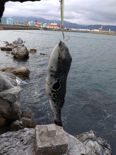 トラフグの釣果