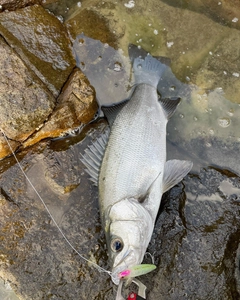 ヒラスズキの釣果