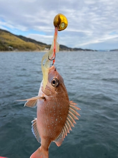 タイの釣果